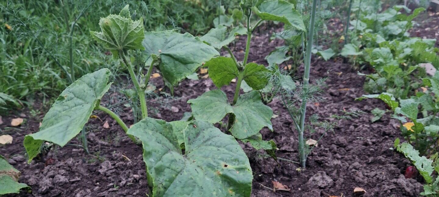 Īstenots Teterevu fonda projekts “Pats savam saimes galdam”